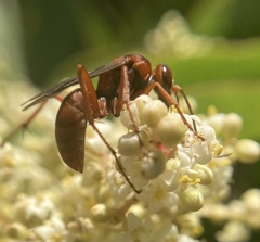 Tachypompilus unicolor