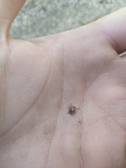 Dermacentor andersoni