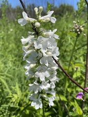 Penstemon tubaeflorus