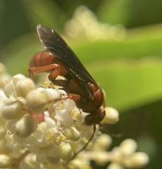 Tachypompilus unicolor