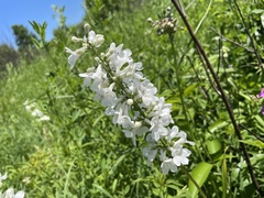 Penstemon tubaeflorus