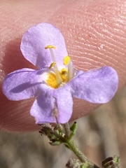 Chaenostoma subnudum