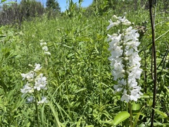 Penstemon tubaeflorus