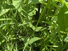 Penstemon tubaeflorus