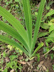 Iris domestica