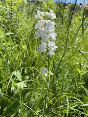 Penstemon tubaeflorus