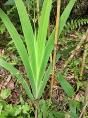 Iris domestica