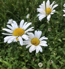 Leucanthemum vulgare