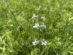 Penstemon tubaeflorus