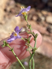 Chaenostoma subnudum