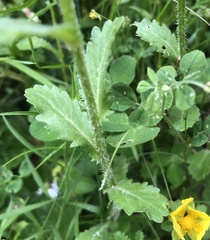 Leucanthemum vulgare
