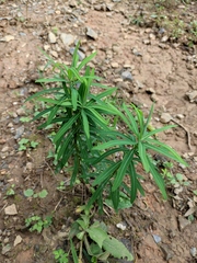 Euphorbia pekinensis