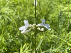 Penstemon tubaeflorus