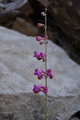 Penstemon floridus