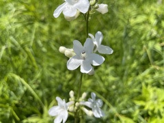 Penstemon tubaeflorus