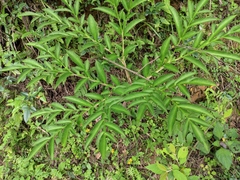 Amorphophallus kiusianus