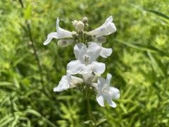 Penstemon tubaeflorus