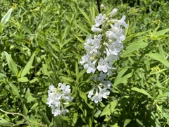 Penstemon tubaeflorus