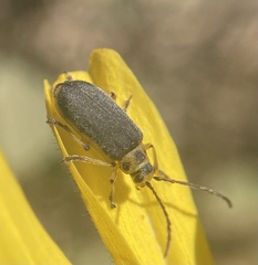 Trirhabda geminata