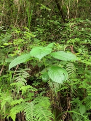 Mussaenda shikokiana