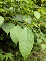 Lindera reflexa
