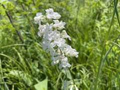 Penstemon tubaeflorus