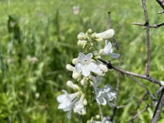 Penstemon tubaeflorus