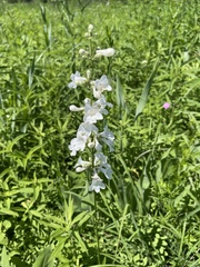 Penstemon tubaeflorus