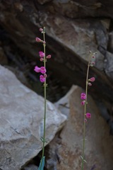 Penstemon floridus