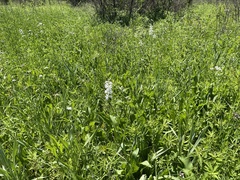 Penstemon tubaeflorus