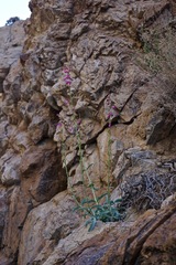 Penstemon floridus