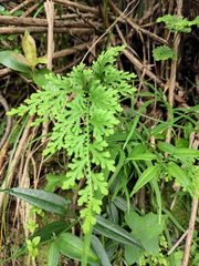 Selaginella moellendorffii