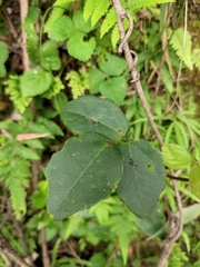 Akebia trifoliata