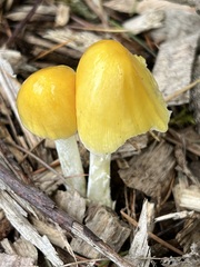 Bolbitius titubans