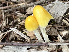 Bolbitius titubans