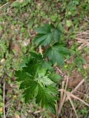 Aconitum carmichaeli
