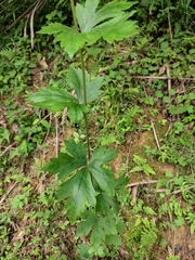Aconitum carmichaeli