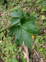 Aconitum carmichaeli