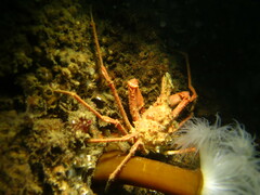 Chorilia longipes