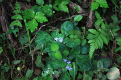 Ajuga decumbens