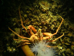 Chorilia longipes
