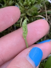 Platanthera obtusata