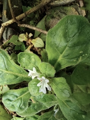 Ajuga decumbens