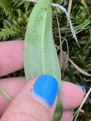 Platanthera obtusata