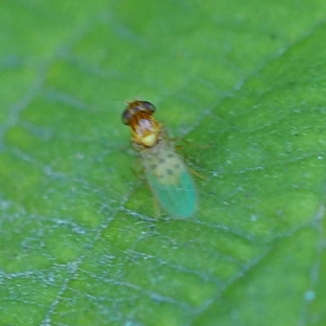 Asteia elegantula