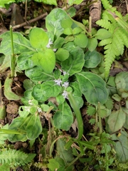 Ajuga decumbens