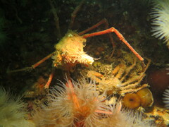 Chorilia longipes
