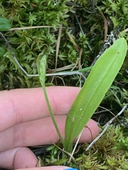 Platanthera obtusata