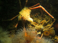 Chorilia longipes