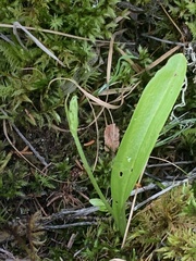 Platanthera obtusata